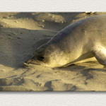 Seal Sneeze...