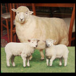Sheep In The House...