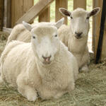 Sheepies At Scarby...