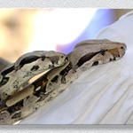 Snakies At TRF #2...