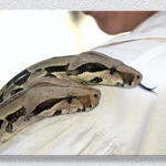 Snakies At TRF #3...