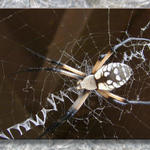 Spider At Hawkwood...