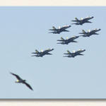 Angels and Bird...