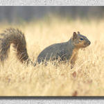 Squirrel In the Back Yard...