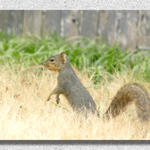 Squirrel Is All Ears...