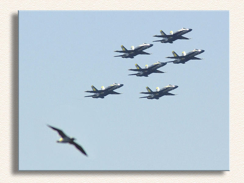 Angels and Bird...