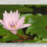 Floral0223as7