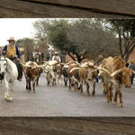 Cattle Drive...