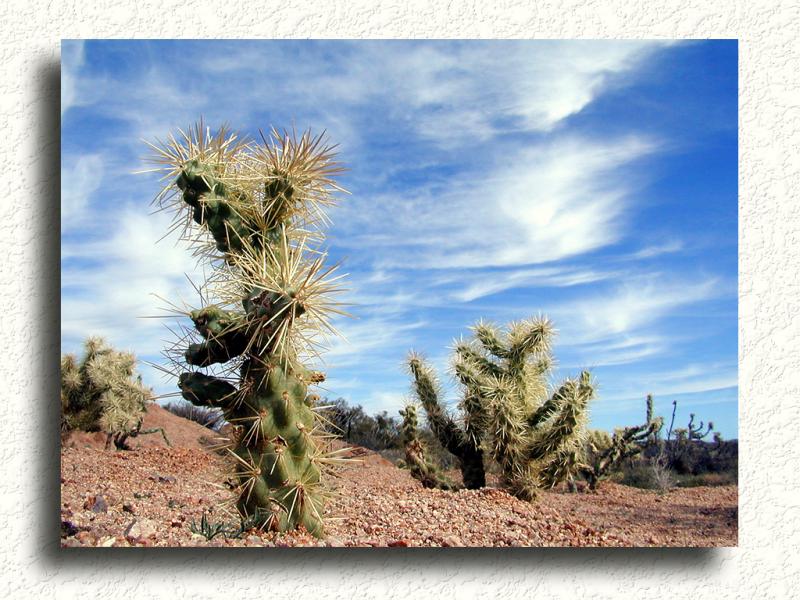 Nice HUGE Thorny Mess...