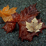Wet Leaves...