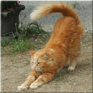 Pitty Patt Kitty Katt...