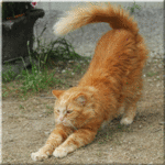 Pitty Patt Kitty Katt...