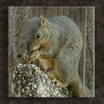 Rocky At the Feeder...