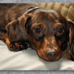 Hershey Being Lazy...