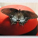 Butterfly Hat...