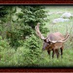 Elk...