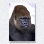 Gorilla Mug Shot...