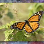 Butterfly # ??...