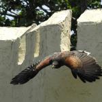 Fly By at Scarby...