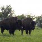 Buffalo In Oklahoma...