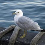 Noisy Beggar on Lake Michigan...