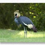 Pretty Plumage...