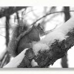 Squirrel In the Snow...