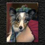 Cowtown Furry Friend...
