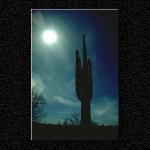 Cactus By Moonlight...