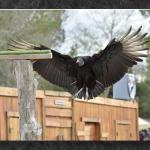 Flaps Fully Extended...