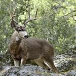 Nice Rack...