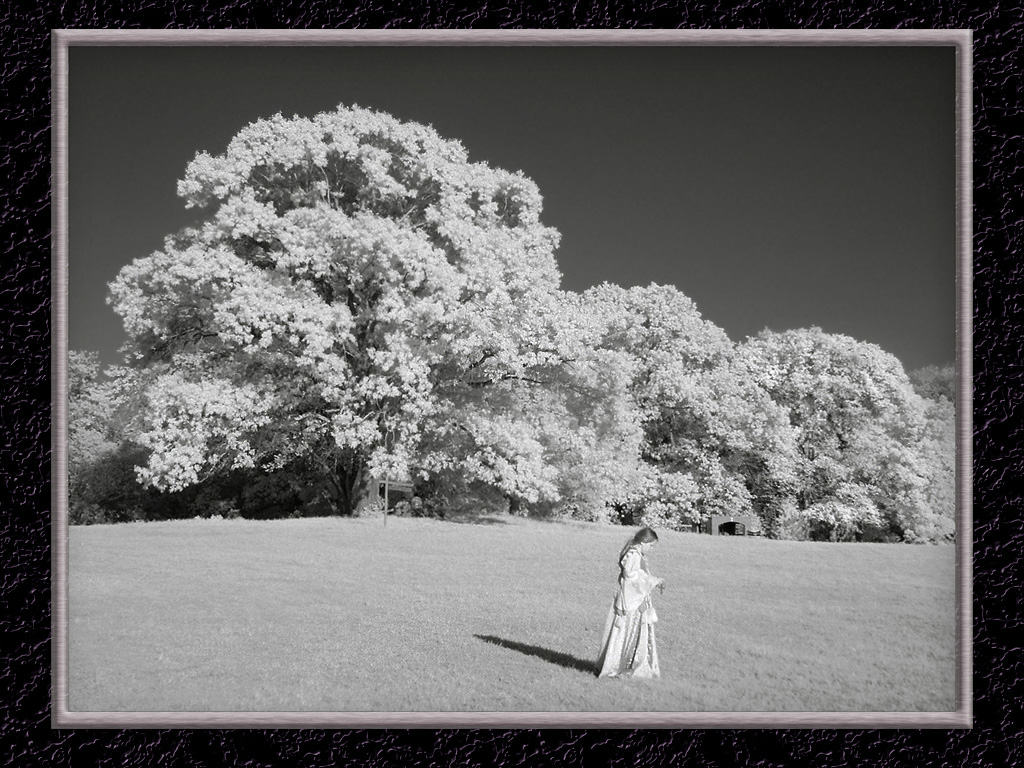 Four Winds Fields in IR...
