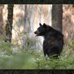 Sequoia