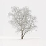 Snow Scenics