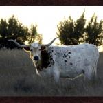 Nope... Just Mooooooo!!!