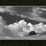 The Lone One...