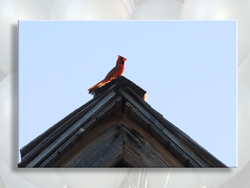 Cardinal Sings Farewell During Ceremony...