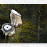 Stump and Snow...