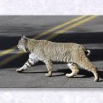 Stray Cat Struttin'...