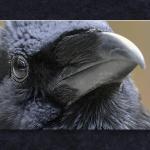 I Eye Your Eye...
