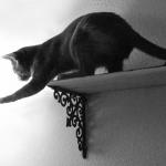 Leap Of Faith...