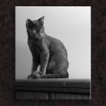 Half Of Cat Bookends...