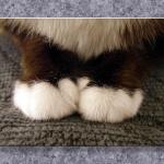 Paws...