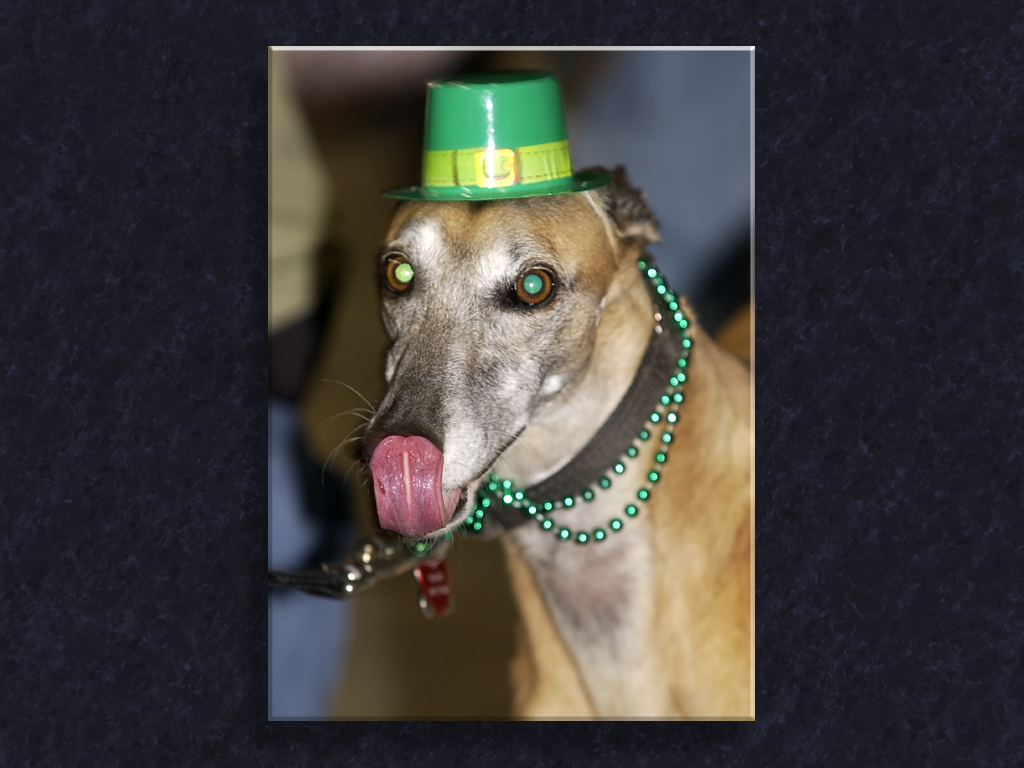 Party Hound...
