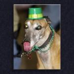 Party Hound...