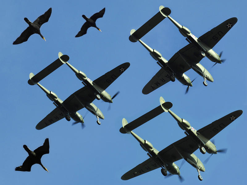 P38... Flock Within a Flock (NOT)...
