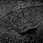 Butterfly In Tar...