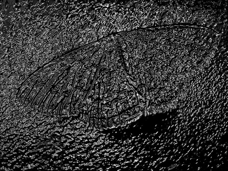 Butterfly In Tar...