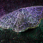 Butterfly In Crayon...