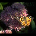 Butterfly #3...